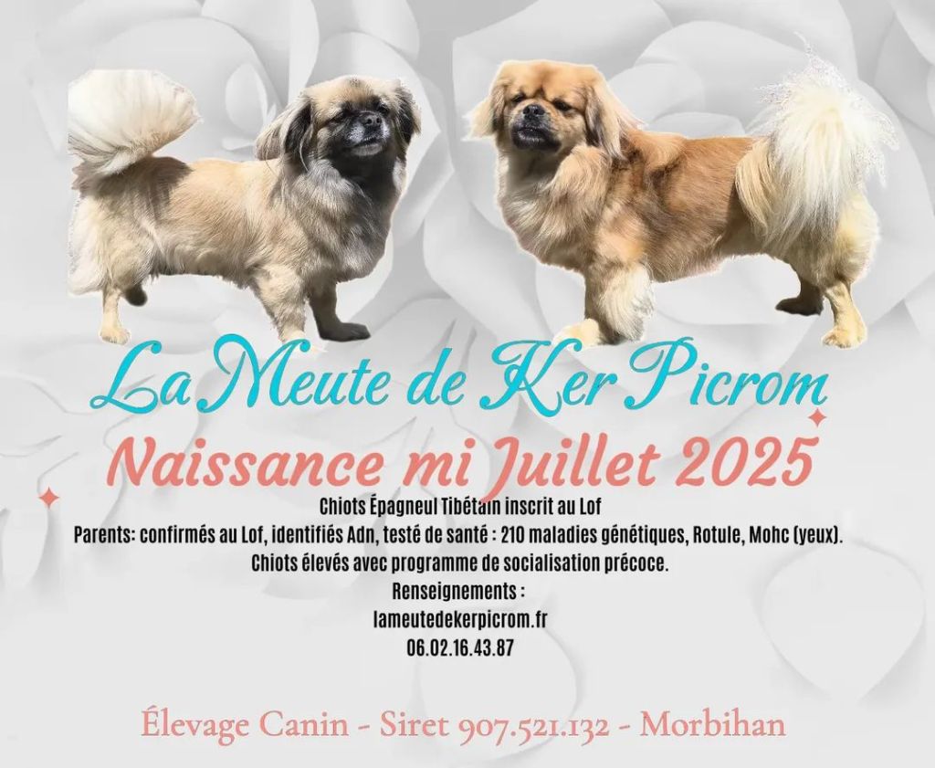 Naissance à venir chez Ker Picrom 