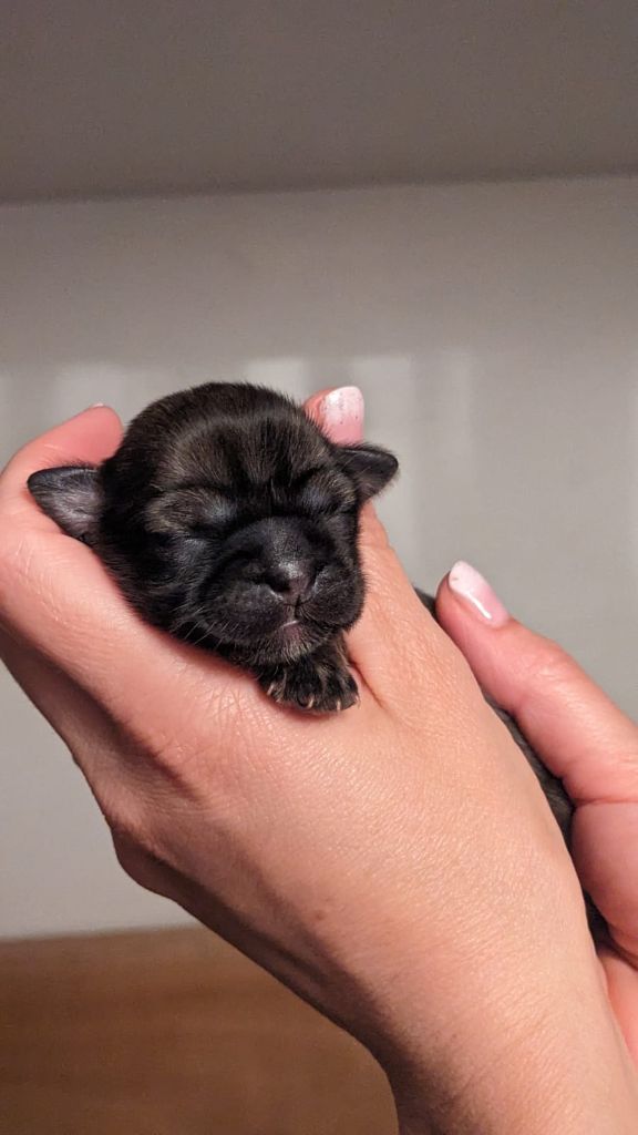 Sweet Shadow's Dream - Chiots disponibles - Epagneul tibetain