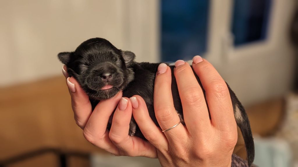 Sweet Shadow's Dream - Chiots disponibles - Epagneul tibetain