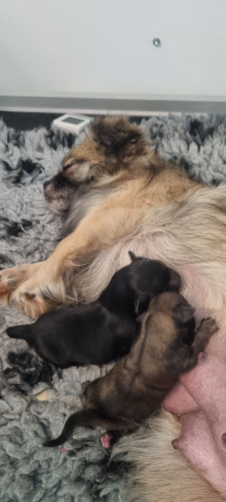Chiot Epagneul tibetain Sweet Shadow's Dream